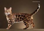 Bengal Kittens & Cats for Sale Near Me | Wild & Sweet Bengals