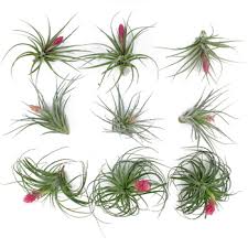 We are your premier online source for all things air plant! Wholesale Bromeliad Air Plants Fiftyflowers Com