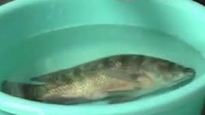 These translations are made by native chinese speakers, they are 100% reliable and are certified for the creating of a tattoo for example. Hiii Inilah Ikan Hantu Yang Bangkit Dari Kematian Warta Kota