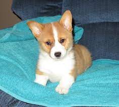Corgi puppies for sale in nashville tn. Davidson Welsh Corgi Puppies Off 56 Www Usushimd Com