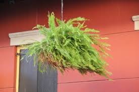 National tree company 11 in. Boston Fern Nephrolepis Exaltata Bostoniensis Wisconsin Horticulture