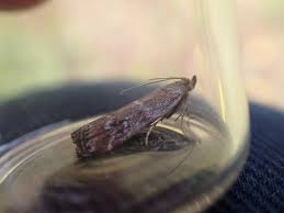 Image result for Delplanqueia inscriptella