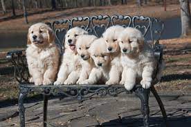 Searching for results at top10answers. Texas Golden Retriever Breeder Puppies Expected Summer Fall 2021 Serving Dallas Ft Worth Dogwood Springs