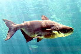 The catfish which eat the tiny parasitic species is vandellia cirrhosa. Mekong Giant Catfish Alchetron The Free Social Encyclopedia