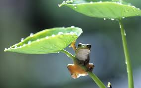 Free for commercial use no attribution required high quality images. Frog Wallpapers Hd For Desktop Backgrounds