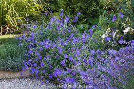 Maybe you would like to learn more about one of these? Holt 780 0547 Cr2 Photobotanic Stock Photography Garden Library Plants Blue And Purple Flowers Hardy Geranium