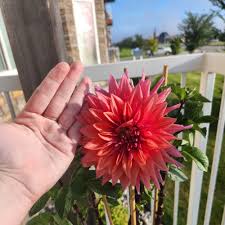 Dahlia 'Ryecroft Laura' Plant Care: Water, Light, Nutrients