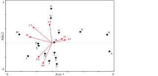 Image result for Heteromorpha involucrata
