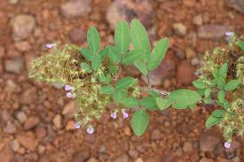 Image result for Grona barbata