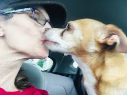 Lost dog found at Breaking Ground Farm