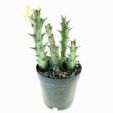 Image result for Orbea dummeri