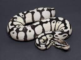 Pin On Nagini