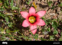 Image result for Romulea