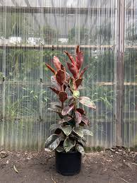 Image result for Ficus elastica