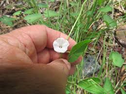 Image result for Ipomoea plebeia