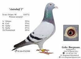 Hall Of Fame Nl 06 0762908 Autoduif 2 A Legendary Breeder From Borgmans Bros Go To Www Europigeons Nl For A Grandson Racing Pigeons Pigeon Homing Pigeons