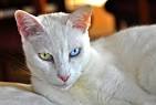 Turkish Van Cat Breed Information, Pictures ...