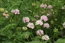 Control several methods may be used to control crown vetch and are particularly effective if used in some combination. Ohio Weedguide