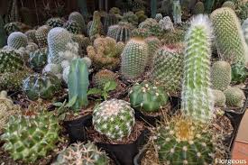 These plants have no stems but leaves that grow vertically and can reach an average height of 3 ft. What Are The Best Grow Lights For Succulents And How To Set Up Florgeous