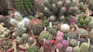 Taken on june 3, 2018, prior to the event opening at 10:00 a.m. Very Large Rare Cacti Cactus Plant Private Garden Specialist Collection Essex England 2018 Cactus Plants Private Garden Cactus