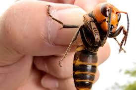 Uma vespa assassina gigante foi encontrada morta e totalmente seca. Calabrone Gigante Asiatico Ci Dobbiamo Preoccupare Anche In Italia