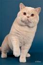 Available Kittens - British Shorthair