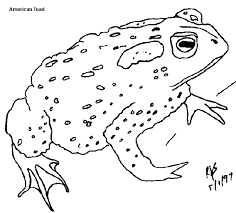Simply do online coloring for jumping bullfrog coloring pages. Frogs Of Minnesota Minnesota Pollution Control Agency