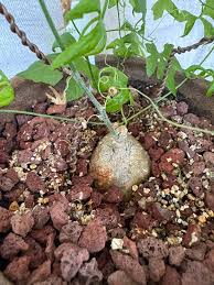 Image result for Kedrostis africana