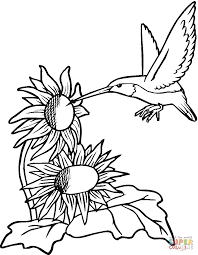 Hummingbird With Sunflowers Sunflower Coloring Pages Bird Coloring Pages Free Coloring Pages