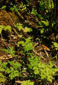 Image result for Sanicula elata