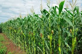 In most commercially viable maize genotypes, the female structure (the ear) projects outward from a central stalk, while the male structure (the tassel) projects out the top of the stalk. Charcoal Rot A Threat To Staple Food Crops In South Africa