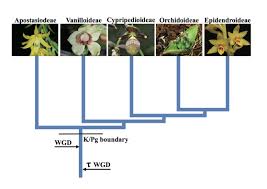 Dendrobium hybrids come in many colors including green, yellow, white, pink, and purple. How Did The Orchid Originate And Evolve Nature Portfolio Ecology Evolution Community