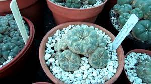 You can also use these premade mixtures. Treating Lophophora Cacti From Spider Mites With Neem Oil Update Youtube