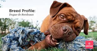 Famly kennel of dogue de bordeaux, in the most beatuful part of crotia, istria. Meet The Sweet And Sensitive Dogue De Bordeaux Blog Petcloud