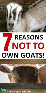 7 Reasons Not To Own Goats The Organic Goat Lady In 2020 Goats Raising Goats Goat Care