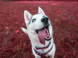 اجمل صور و خلفيات كلاب هاسكي سيبيري 2020