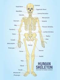 Anatomy for kids printable pdf file includes montessori inspired materials for ages 6 and up. Anatomy Charts Posters Prints Paintings Wall Art Allposters Com