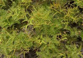 Image result for Gleichenia