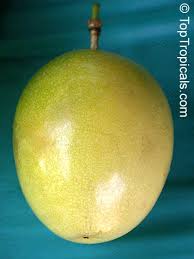 It produces the largest fruit of any species within the genus passiflora. Passiflora Quadrangularis Passiflora Macrocarpa Giant Granadilla Toptropicals Com