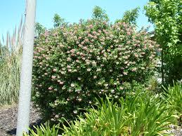 Image result for Escallonia