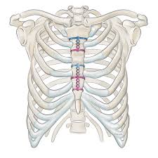 Your third through seventh set of ribs are connected to the body of the sternum via costochondritis is when the cartilage that connects your ribs to your sternum becomes inflamed. Sternal Closure Stratos Medxpert