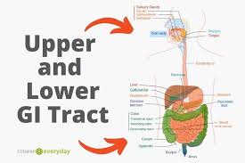Low stomach acid fosters imbalanced gut flora. Gerd Ibs And The Low Fodmap Diet Fodmap Everyday