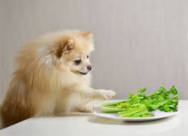 Purina's experts explain why this summer fruit isn't good for dogs and if your dog ate a handful or more of cherries, watch him for signs of cyanide poisoning, which include trouble breathing, red gums and dilated pupils. Can Dogs Eat Celery