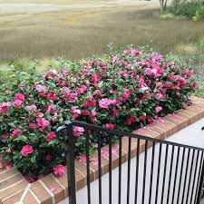 Pin On Gene S Nursery Camellias