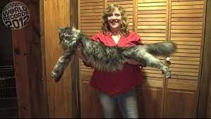 Cat Facts Who Holds The Record For World S Biggest Cat Cattime Big Cats Cat Facts Long Cat