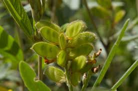 Image result for Eriosema pentaphyllum