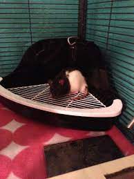 10 best cat litter trays of july 2021. Posts About Care On The Rat Lady Pet Rats Baby Rats Pet Rodents