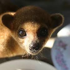 Make sure you have a yard before you go ahead and buy these cute animals. 8 Pets You Don T Want To Bring Home Pet Health Center Everyday Health