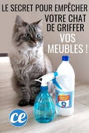 Vinaigre Blanc Le Meilleur Repulsif Pour Empecher Les Chats De Griffer Les Meubles Astuces Pour Chat Jouets Pour Chats Faits Maison Et Jeux Pour Chat