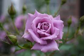 Immagine 1 / 4 cosa è fiori? Sfondi Rosa Violetto Fiori Da Vicino 4000x2672